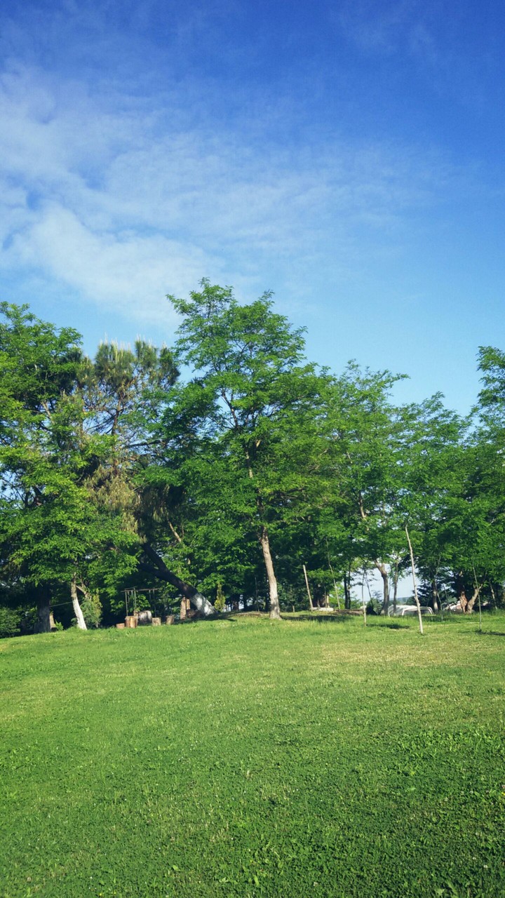 tree