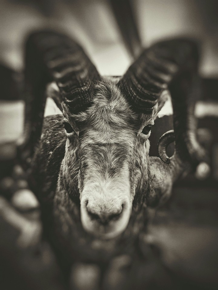 Mountain Goat