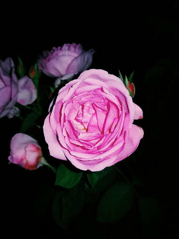 Pink Rose..........