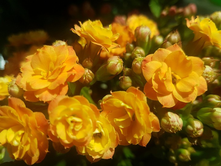 flowers