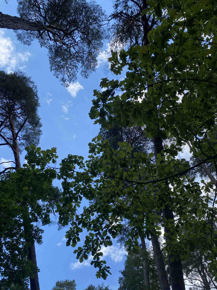 trees