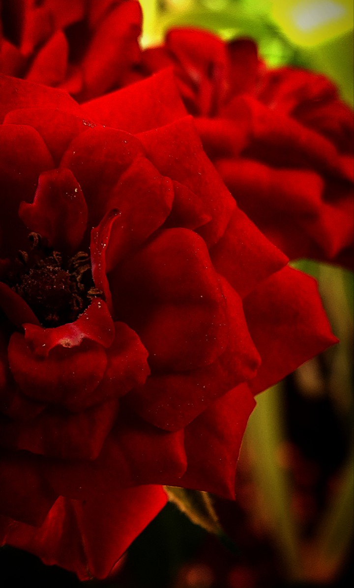Rose.