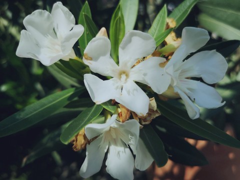 flower