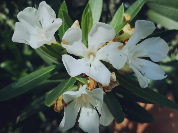 flower
