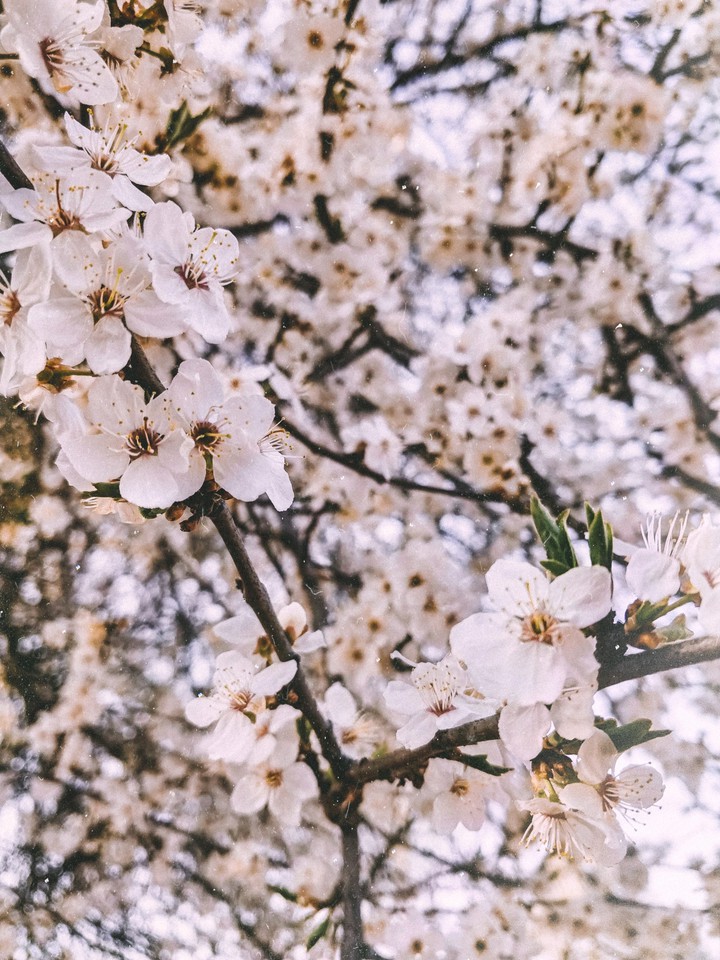 spring flowers