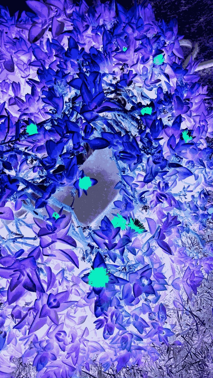 A Negative Pic of Flowers and Leaves
