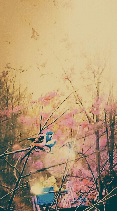 Vogel auf Blütenbaum