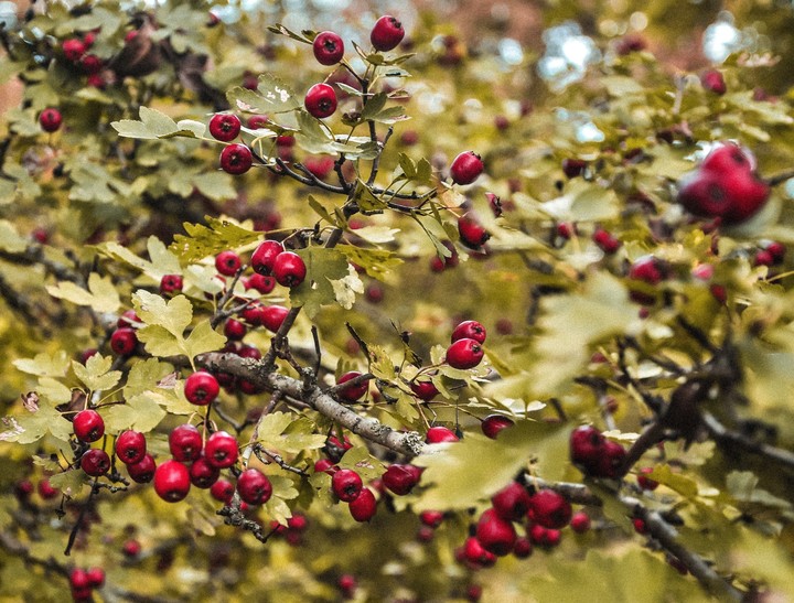 berries