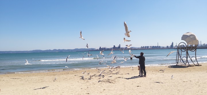 갈매기