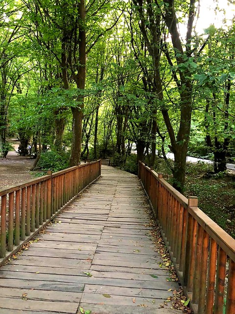 forest