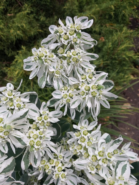 White flowers