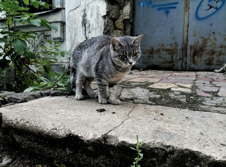cat