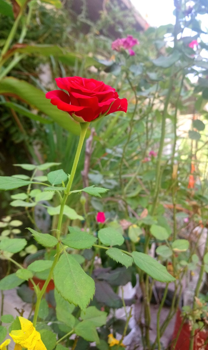 ROSA FINA ROJA, SAN LORENZO, GRO.