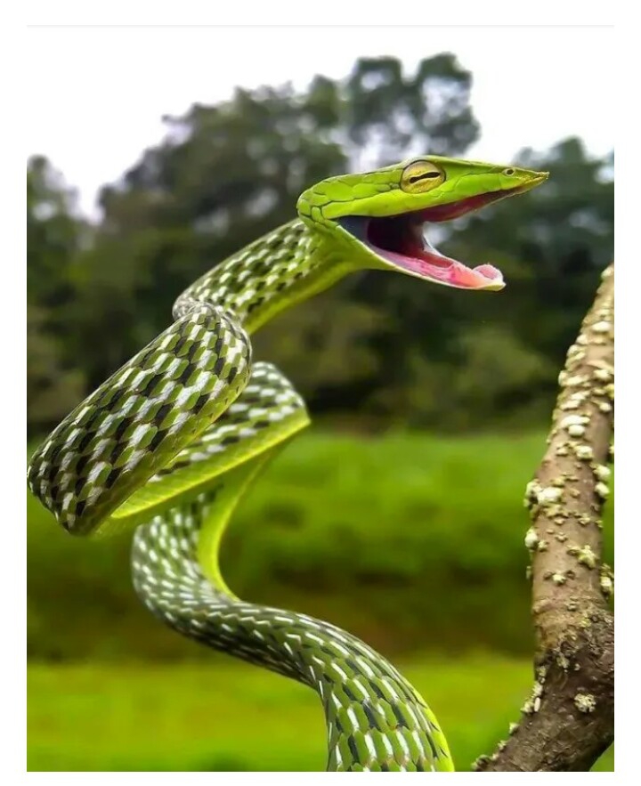 Grͬeͤeͤnᷡ sᷤnᷡaⷶkᷜeͤ