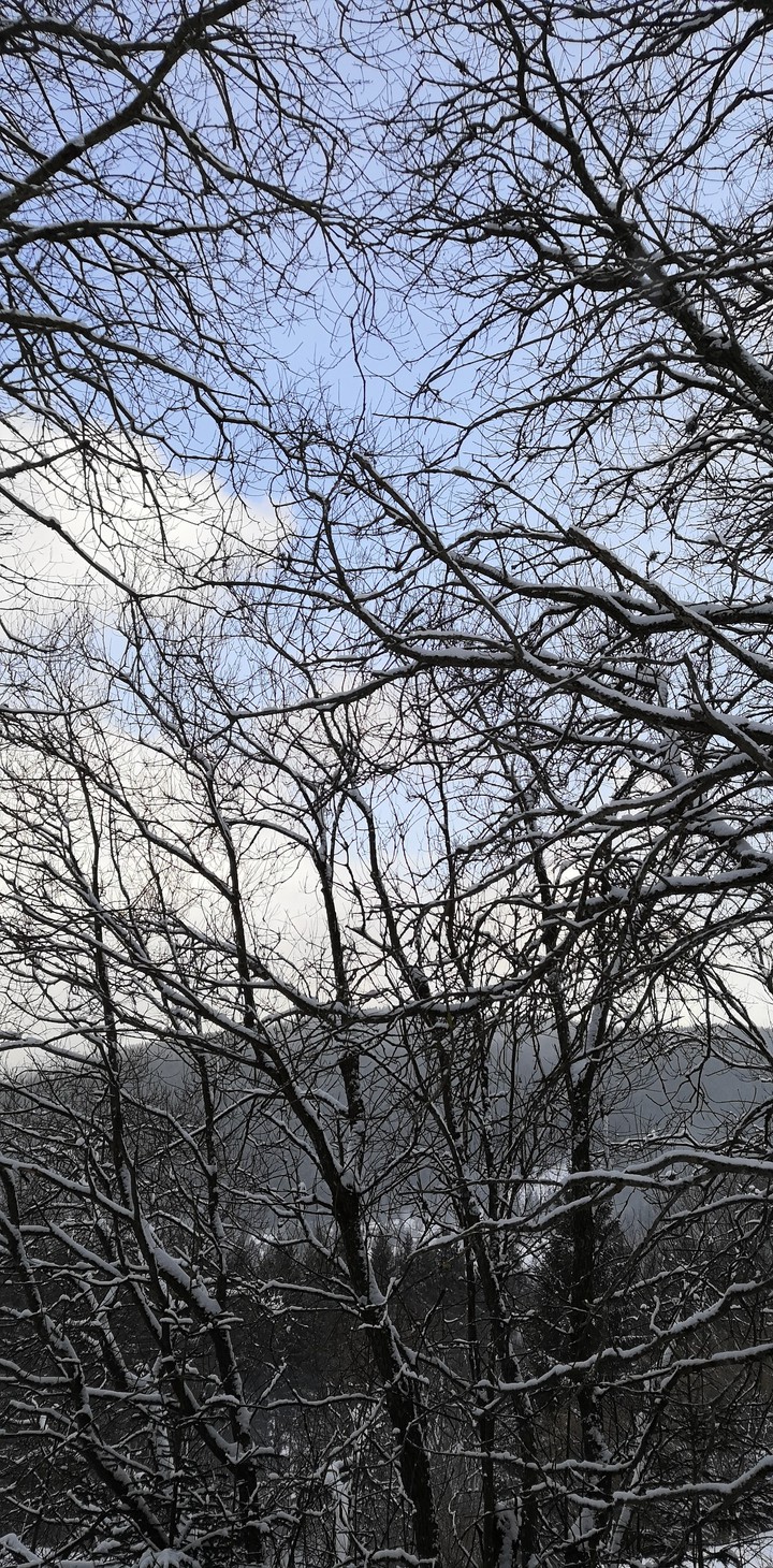 Branch winter