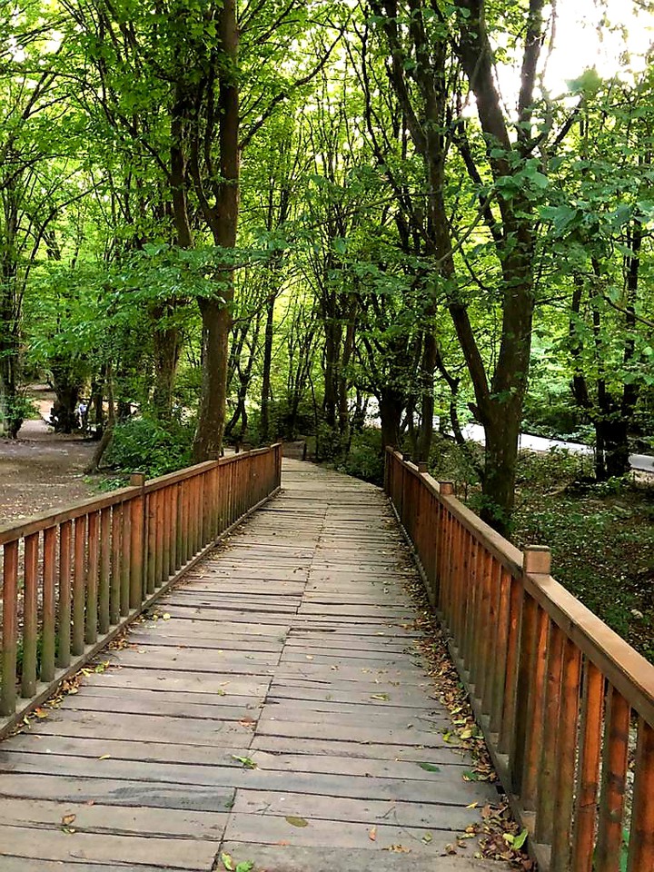 forest