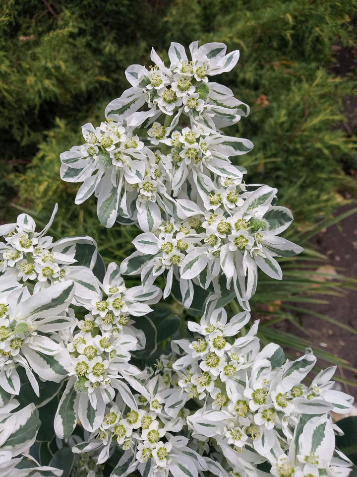 White flowers