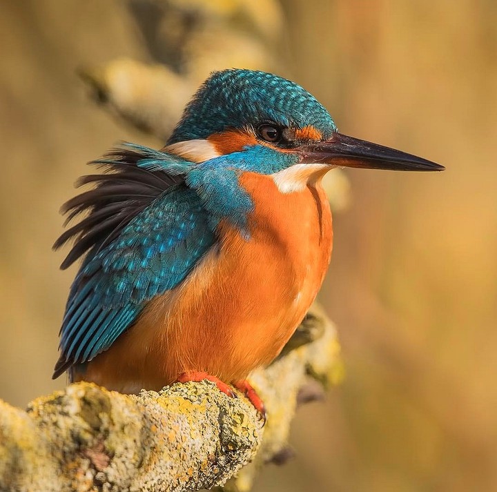 معصومه
