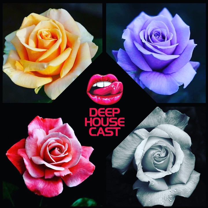 qled rose