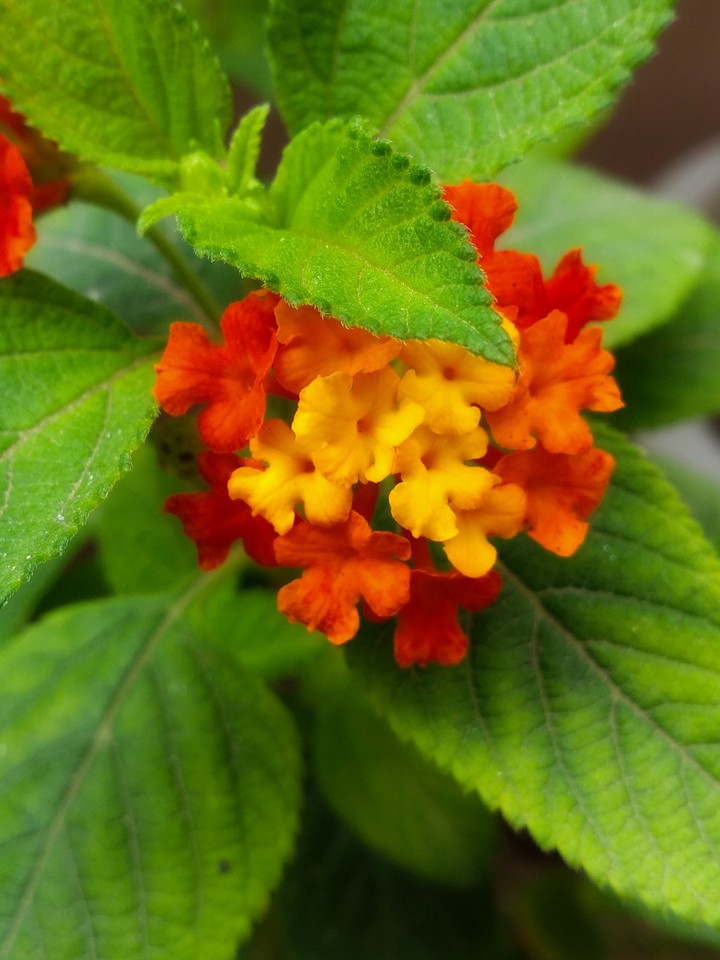 Lantana flowers