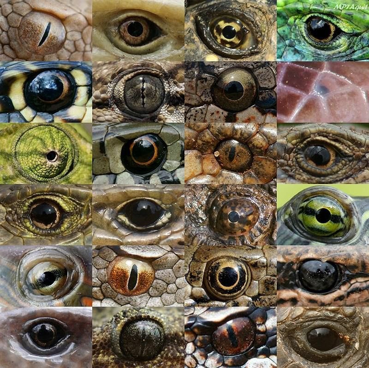 types of eyes in reptiles .