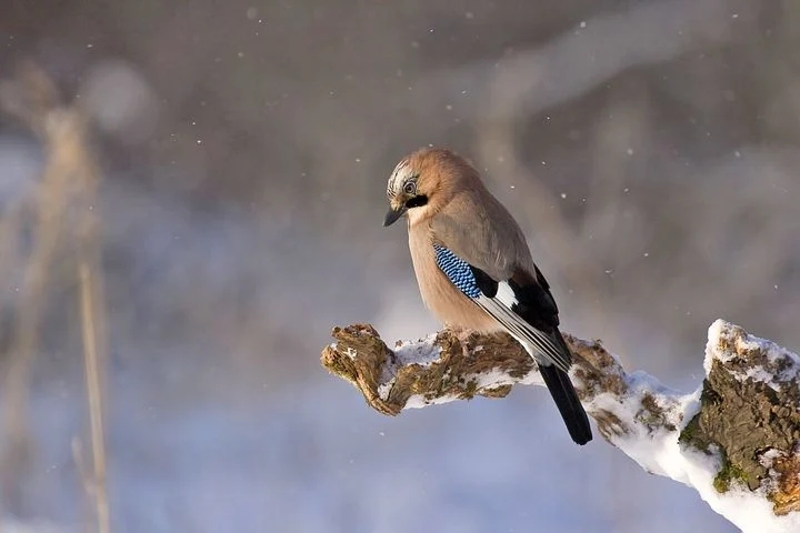 ✨❄️