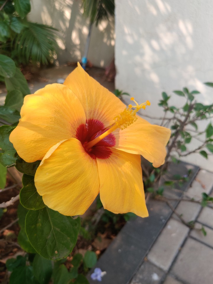 yellow flower