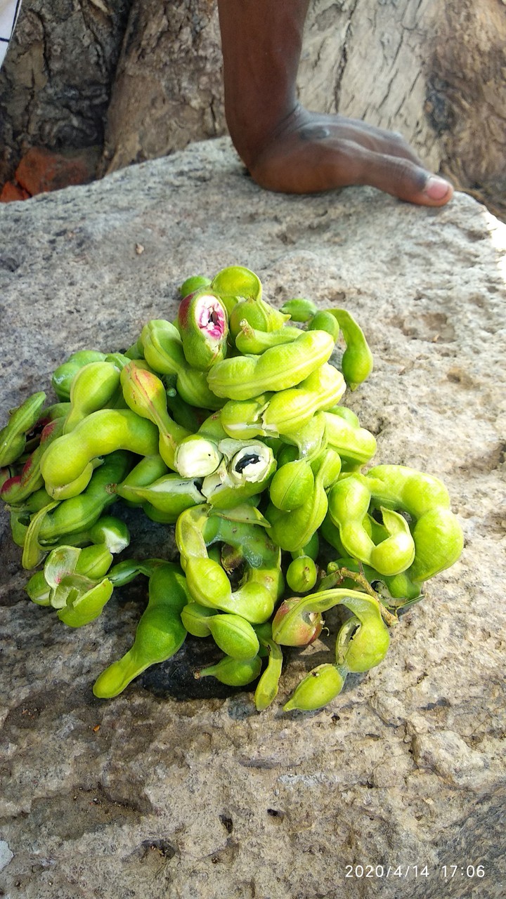 season food