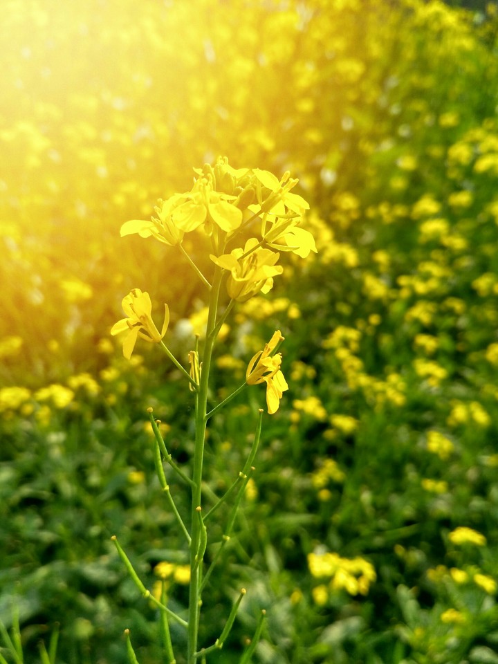 Mustard