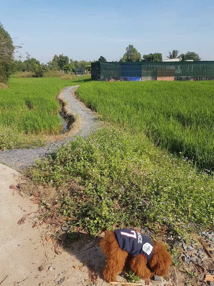 my dog