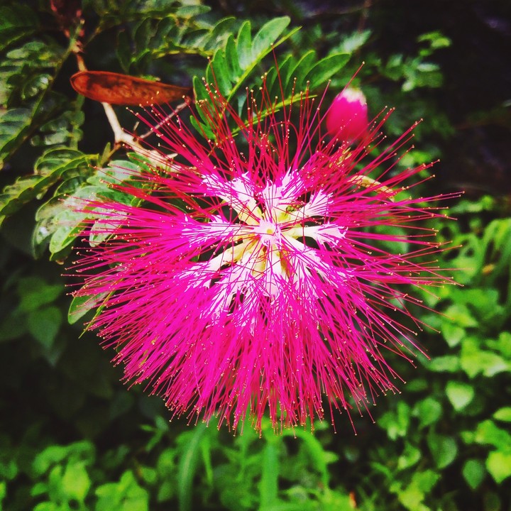 red flower