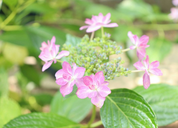 紫陽花