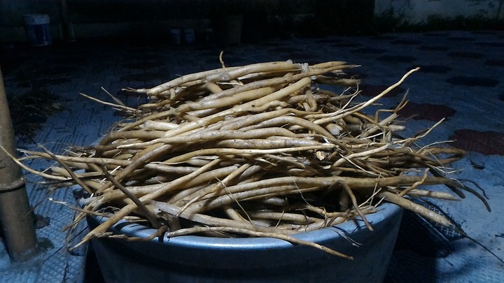 asparagus