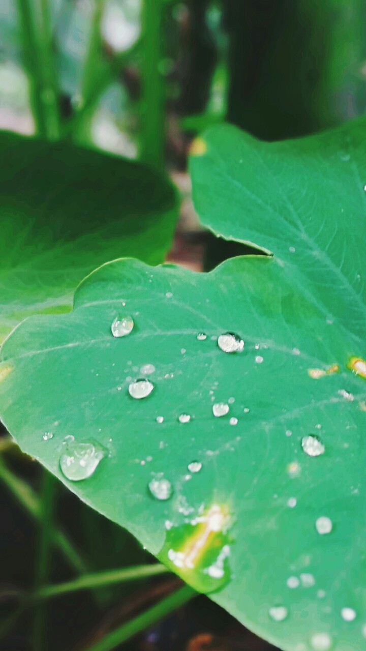 drops of diamond