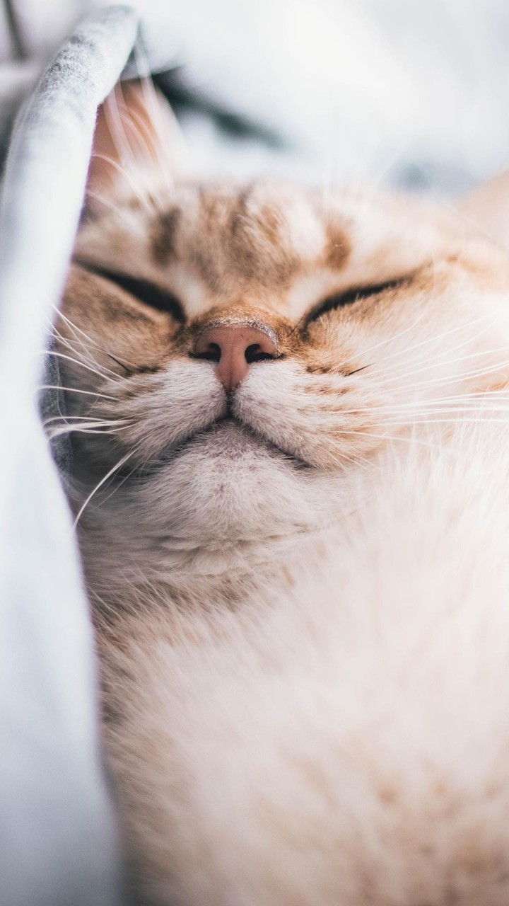 Sleepy Cat