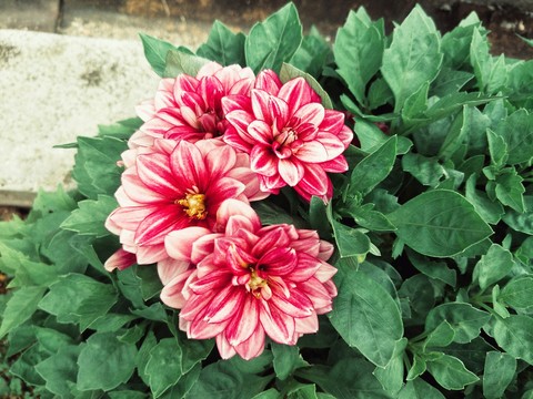 Dahlia clicked at Cameron Highlands, Malaysia