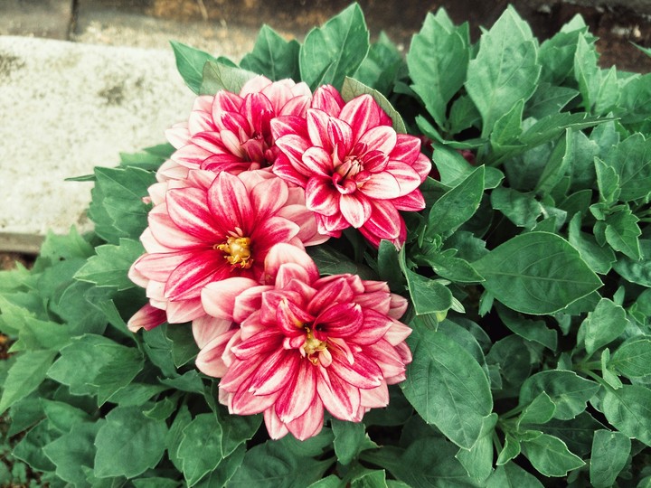 Dahlia clicked at Cameron Highlands, Malaysia