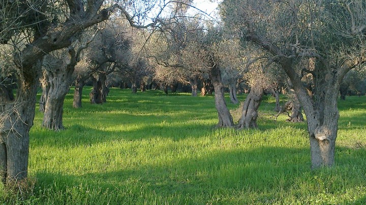 olive trees