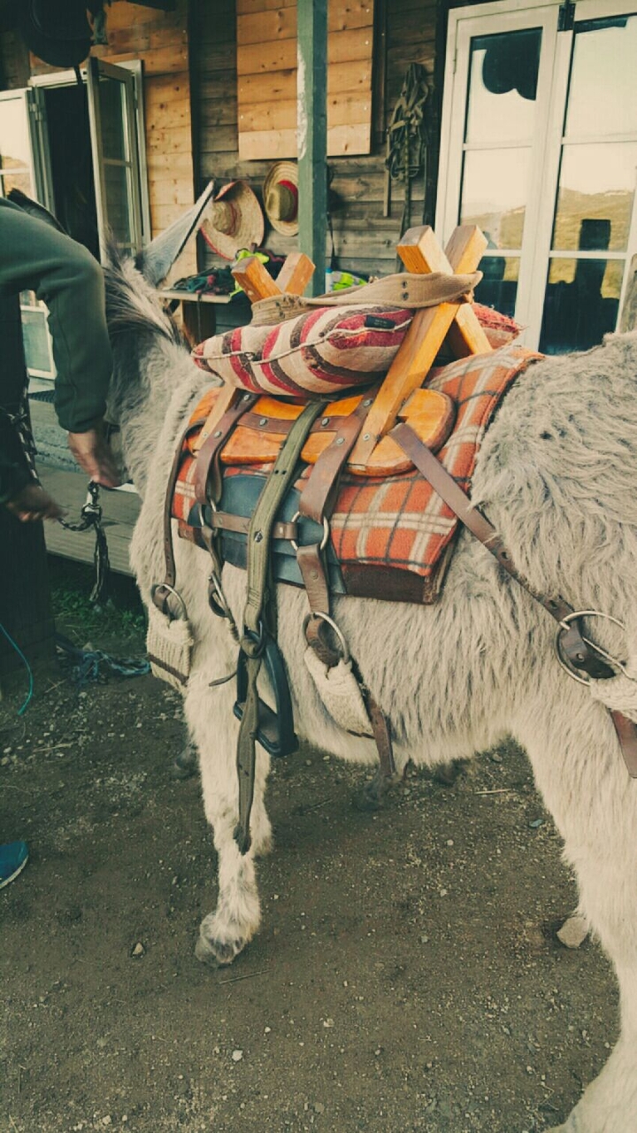 Donkey Corsica