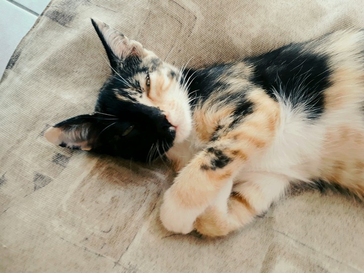 cat