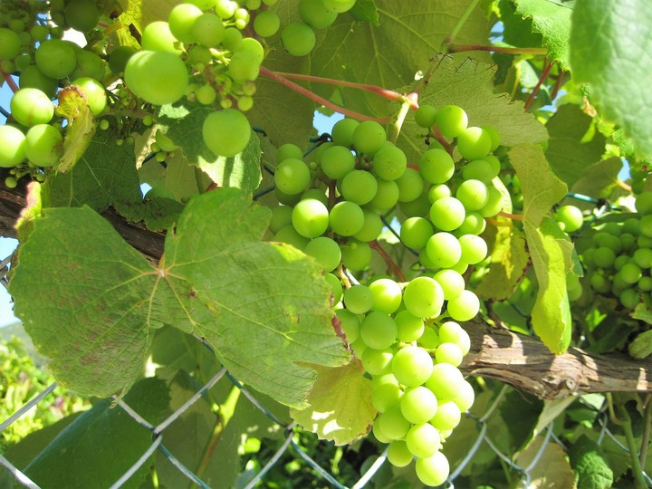 Grape