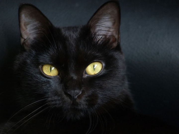 черная кошка