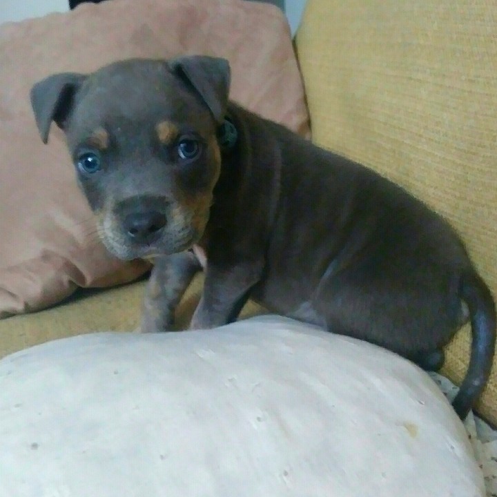 Raider my Tri Pit
