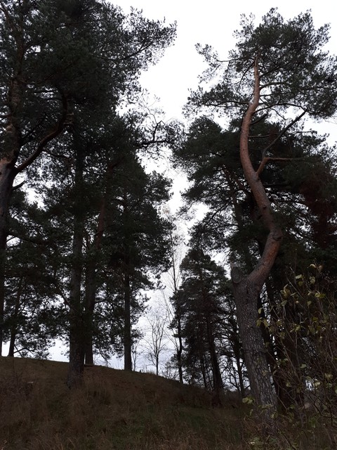 н