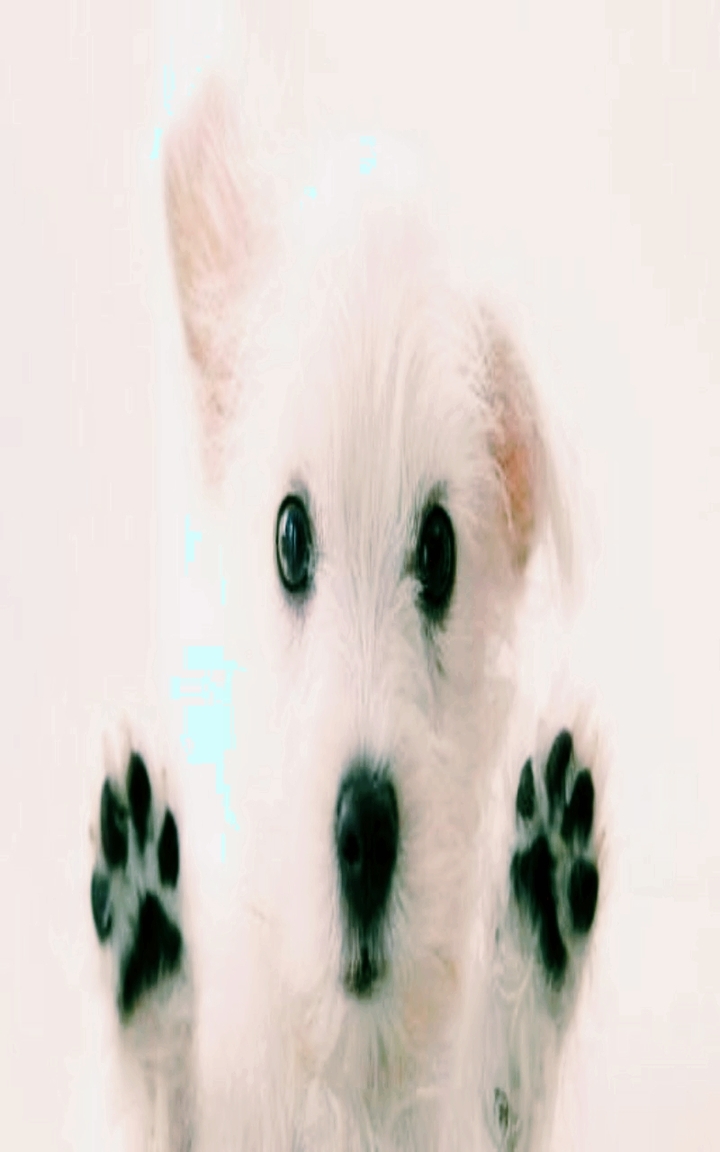 animals