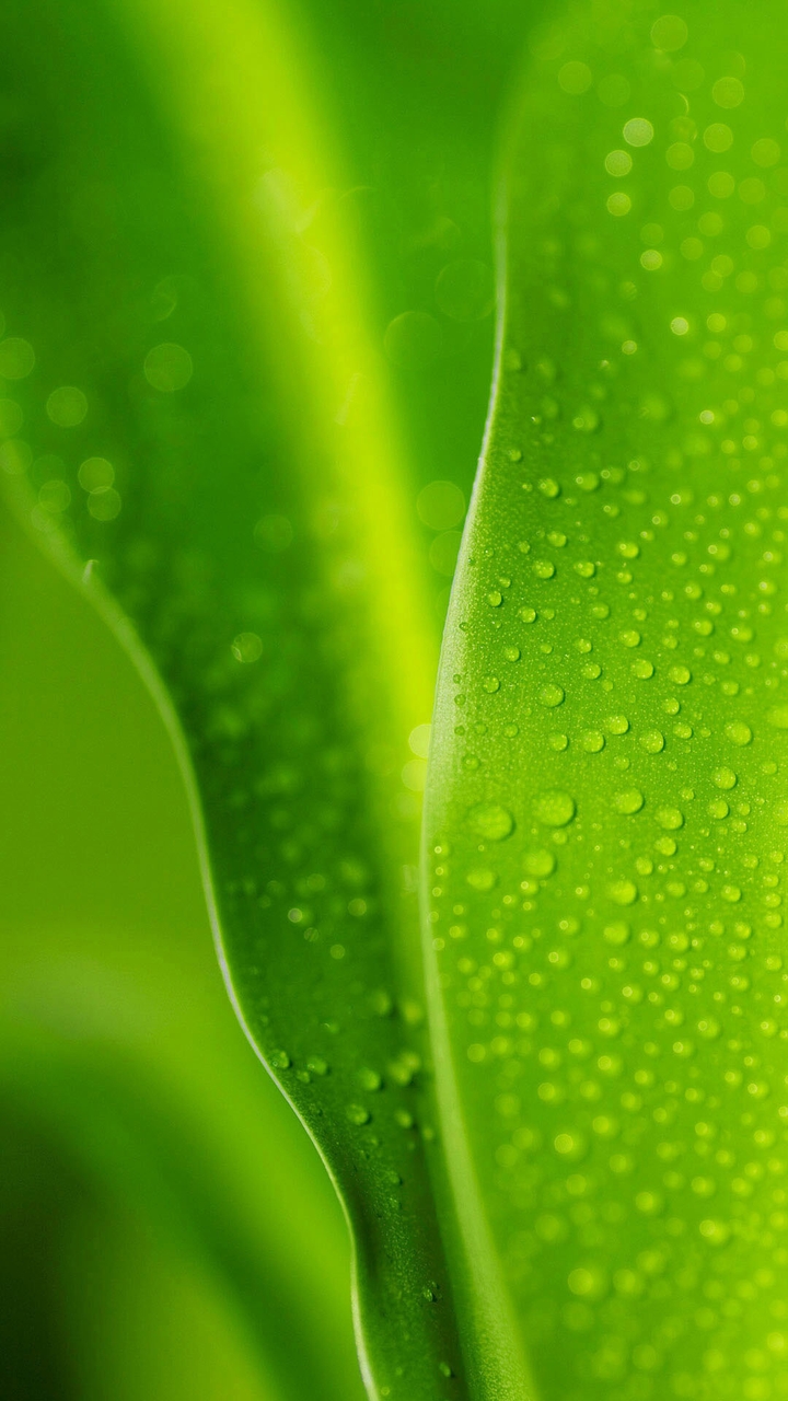 grass