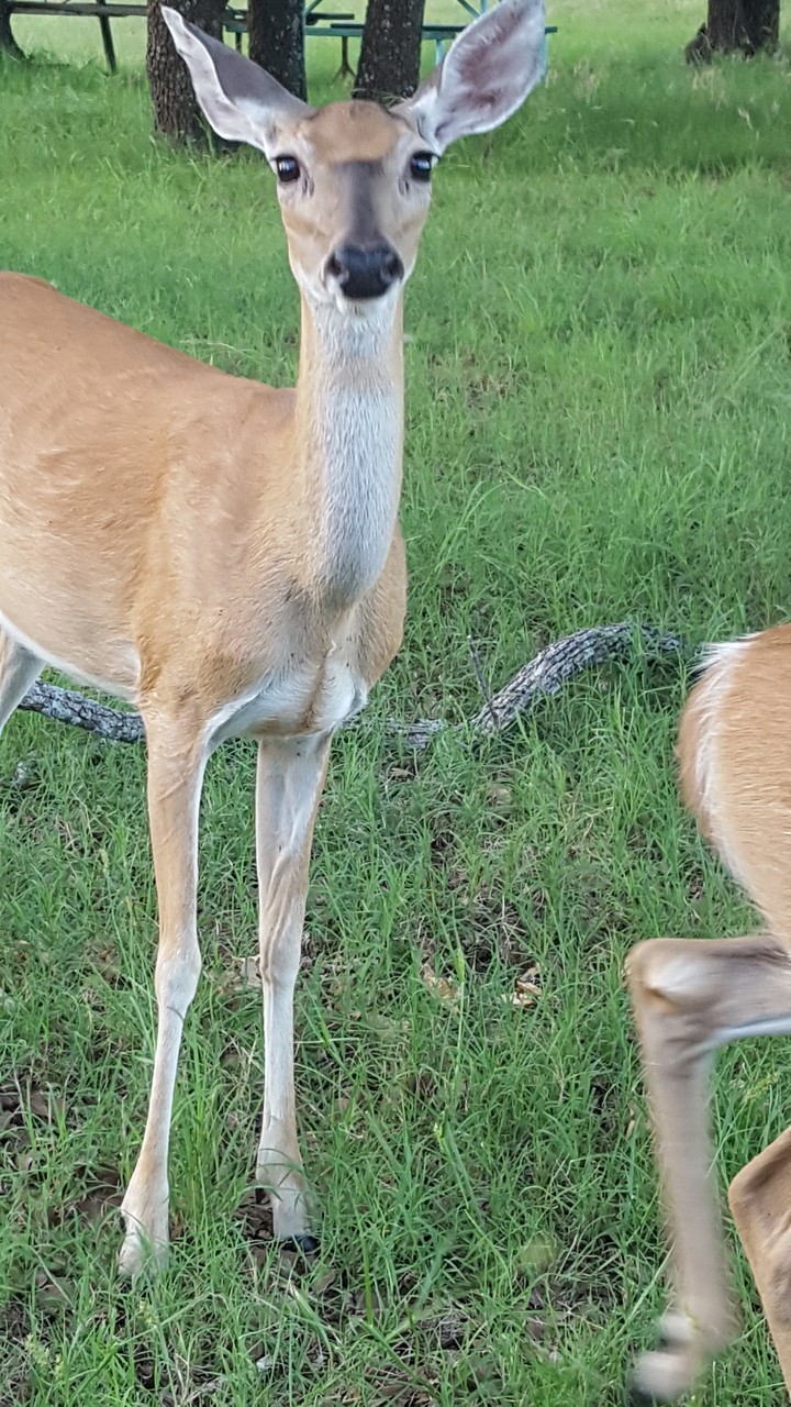 Deer at the lake