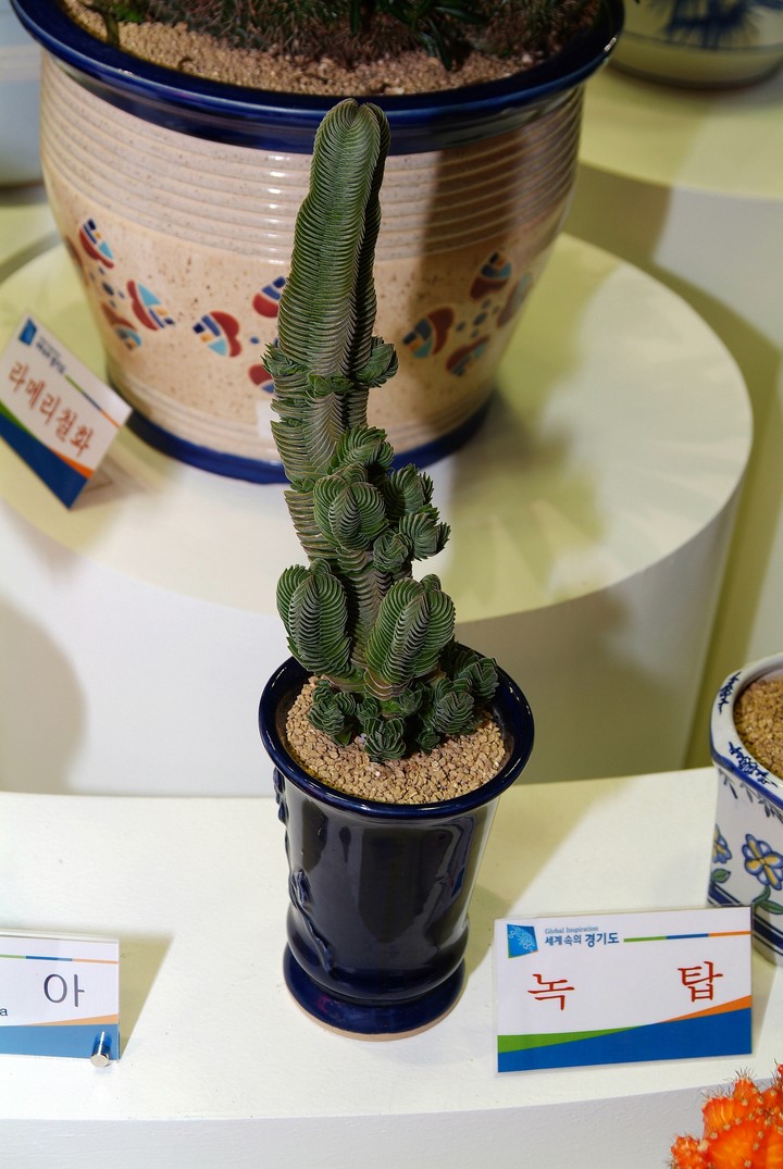 Flower Pot