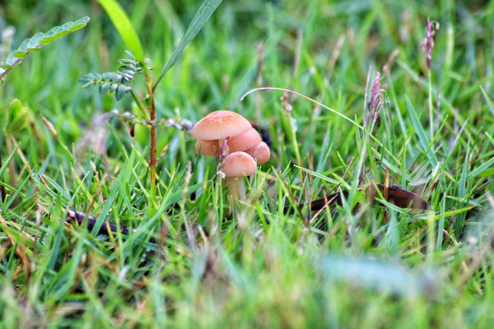 brown mushroom