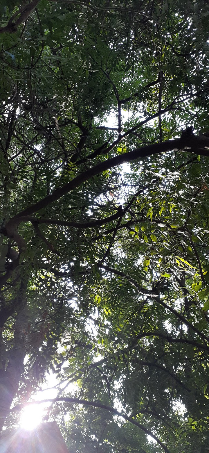 Nature.... ...